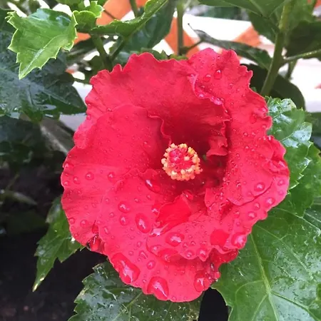 Topazio 公寓 维拉西米乌斯