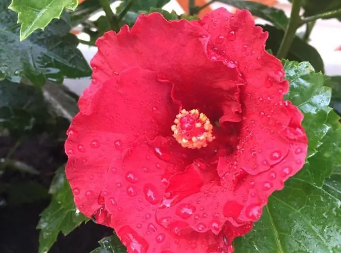 Topazio Apartman Villasimius